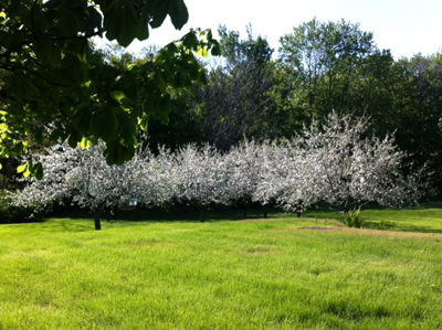 Apple Blossoms at Franklands Farm