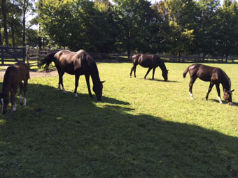 The Herd at Franklands Farm, 2015