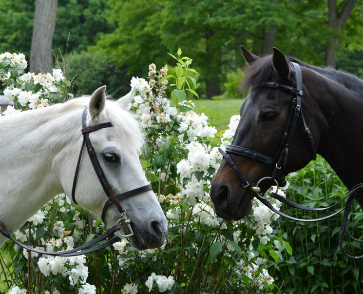 Quel and Faline in the Orange Blossoms