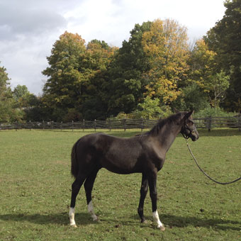 Savvy as a Foal